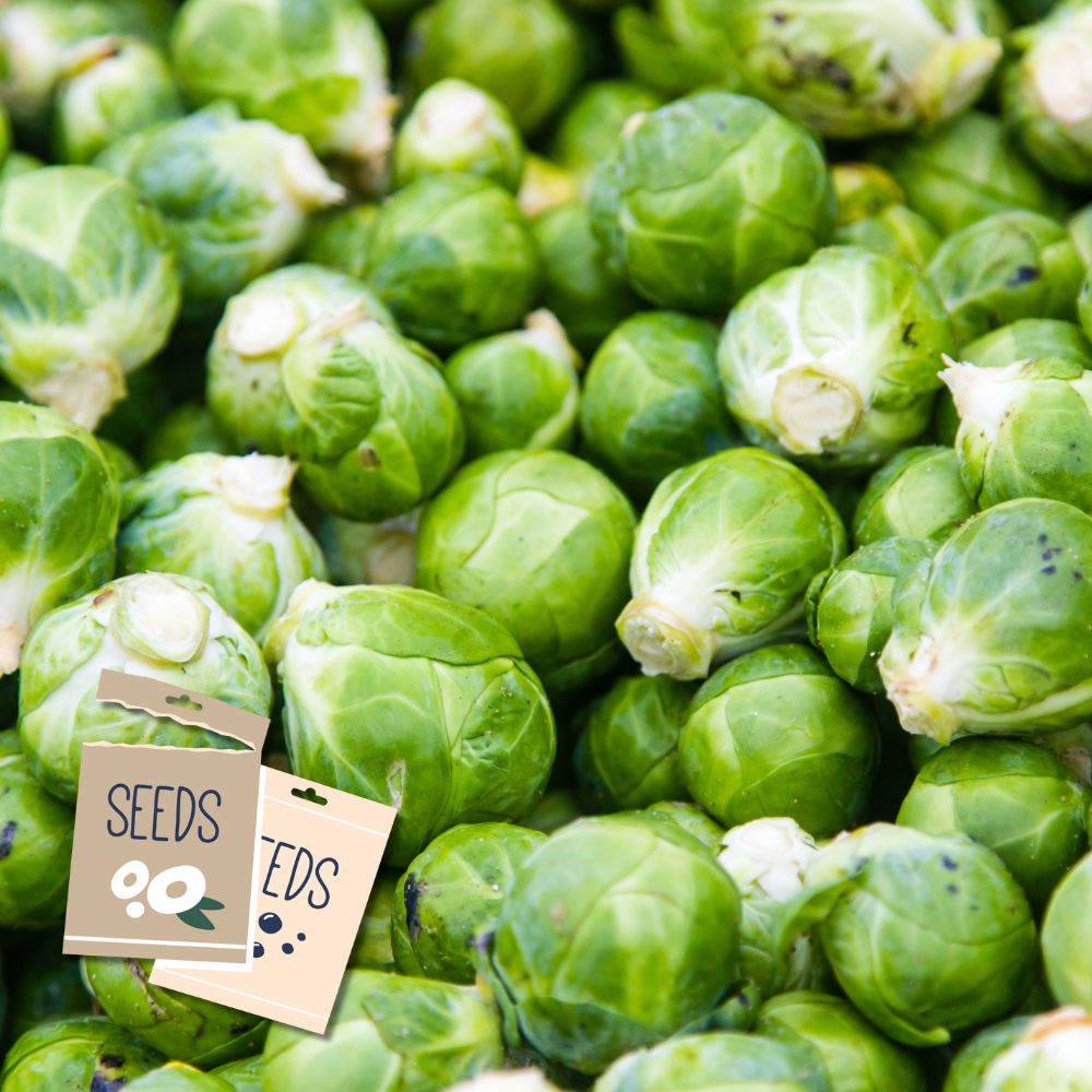 Long Island Improved Brussels Sprouts Heirloom – Seeds