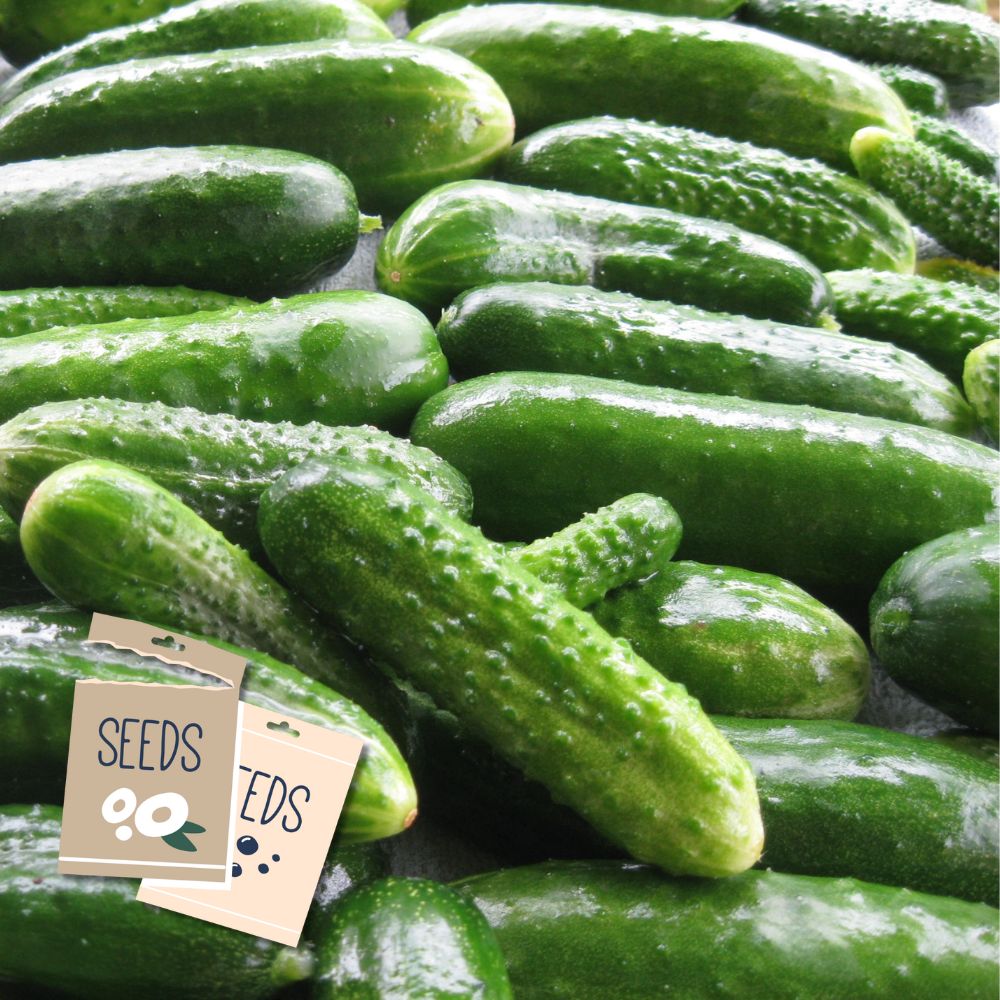 National Pickling Cucumber Heirloom – Seeds