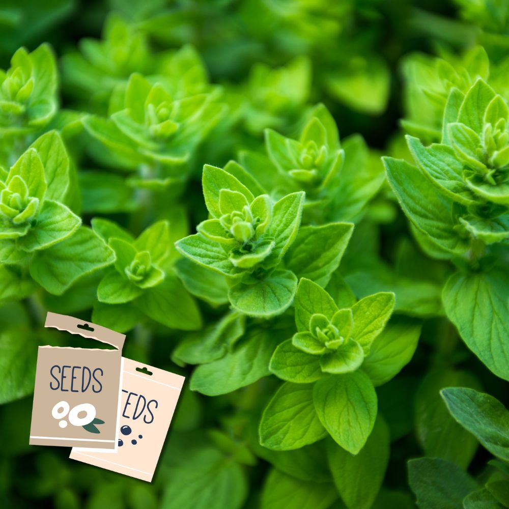 Oregano Common – Seeds