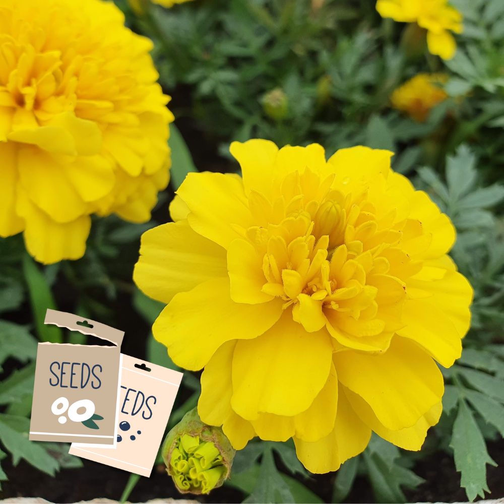 French Durango Yellow Marigold – Seeds