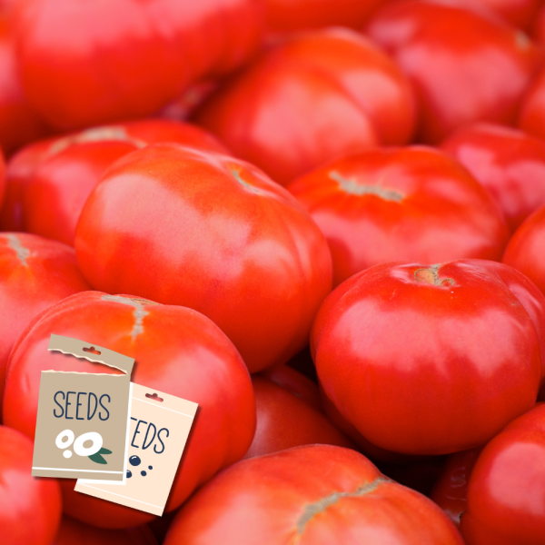 Beefsteak Tomato Heirloom – Seeds