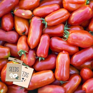 San Marzano Tomato Heirloom – Seeds